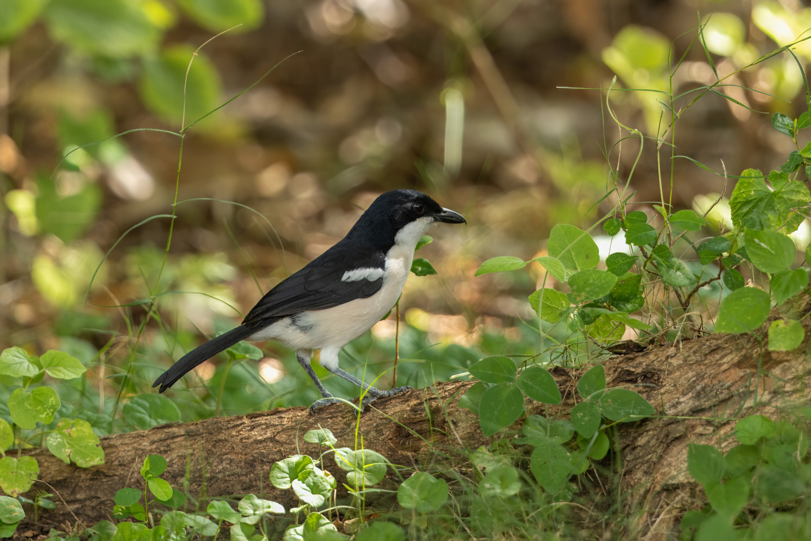 image Tropical Boubou